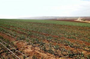 pasėlis Izraelyje, Lietuvos daržovių augintojų asociacijos nuotr.